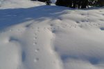 Traces d'un renard ?