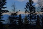 Vue sur les Alpes entre les sapins