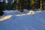 A travers la forêt