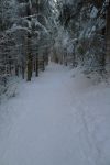 On s'enfonce dans la forêt, un de mes passage préféré