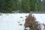 Puis en forêt