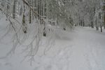 On s'enfonce dans la forêt