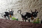 Les vaches ;-)