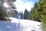Fin de la forêt