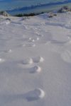 Traces de lièvres sculptées par le vent