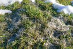J'ai été surpris par ces filaments sur l'herbe, après la fonte des neiges