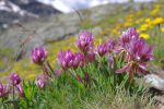 De biens jolies fleurs mais pour l'instant inconnues