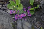 Il y a des fleurs courageuse, accrochées entre les rochers