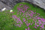 Des fleurs que je ne reconnais pas sur un beau tapis de mousse.