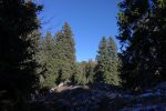 Il nous faut traverser la forêt, le sommet du Mont-Tendre est visible tout au fond