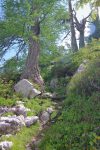 Le chemin commence à monter, un bref passage parmi les arbres.