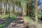 Court passage en forêt.