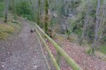 On s'enfonce dans la forêt