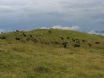Paturage pour les moutons