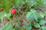 Lot de consolation, les fraises des bois qui furent assez abondantes sur le parcours