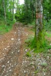 J'en ai des marre des sous bois et part rejoindre la tranchée de la télécabine