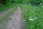 Jolies fleurs qui ornent le bord de la route