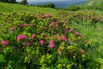 Rhododendrons en fleurs