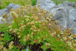Des saxifrages