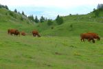 Les vaches de Curson