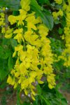 Fleurs de cytise