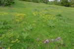 La clairière où le chemin bifurque et se perd