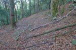 Le sentier est tapissé de feuilles, fort agréable en descente, mais des branches jonchent souvent le sol