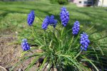 Tiens du muscari