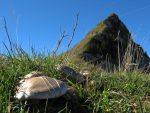 Une petite faim ? Des champignons dont le premier m'a attiré pour son charme