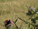 Oh un papillon que j'ai le temps de photographier