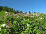 On marche à côté d'un parterre de fleurs, magnifiques