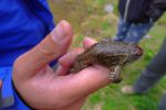 Grenouille profitons elle aussi de la gouille
