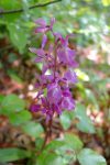 Orchis