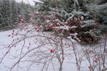 Le Cynorrhodon est une valeur sûre pour les couleurs en hiver