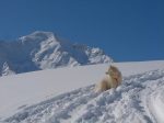 Toujours là la chienne (Kitch de son nom, un Samoyede)