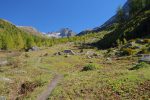 Pâturage puis mélèzes. Ofenhorn au fond