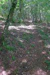 Chemin en forêt classique