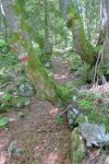 Surprenant ce passage entre les arbres.