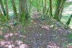 Un joli passage en forêt.