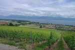 Vue sur le Léman depuis le temple de Bougy-Villars