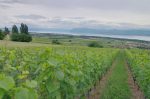 On retrouve les vignes. Je coupe à travers, fort sympa.