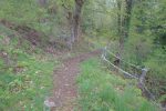 Puis en forêt