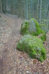 Chemin agréable en forêt