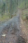 Nous retrouvons la route forestière