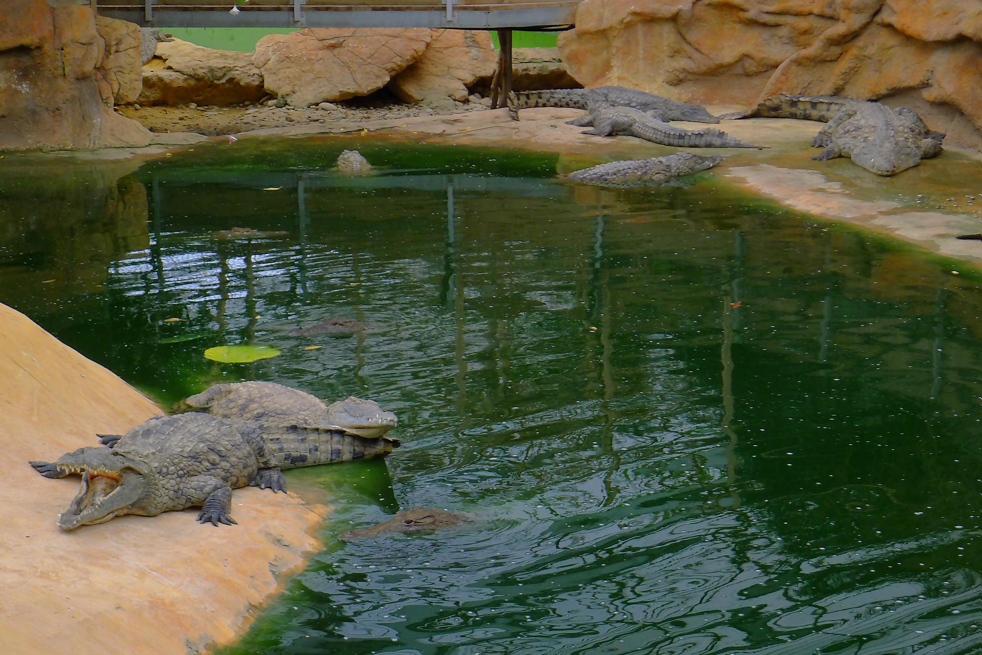 Visite à la ferme aux crocodiles de Pierrelate, Drôme – Transpiree