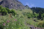 Ce parcours du chemin est très fleuri, nous allons monter par le bas de la forêt à droite.