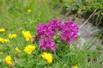 De biens jolies fleurs mais dont je n'ai pas encore trouvé le nom !