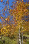Couleurs d'automne
