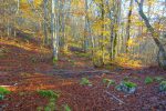 Puis un sentier en forêt