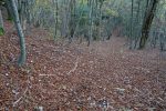 Tapis de feuilles